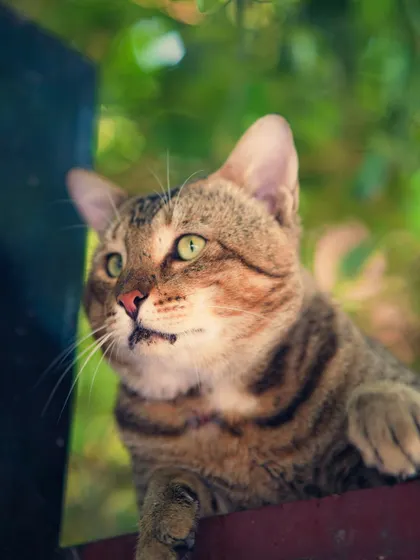 A close-up portrait of a neighborhood cat. I love capturing the expressions and personalities of animals, and this one had such beautiful, curious eyes.