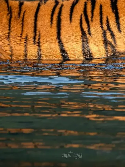 An abstract shot of a tiger's stripes reflected in the Ramganga river, which I call the 'Mythful Mermaid'. This shows how we can find art in the details and create unique compositions.