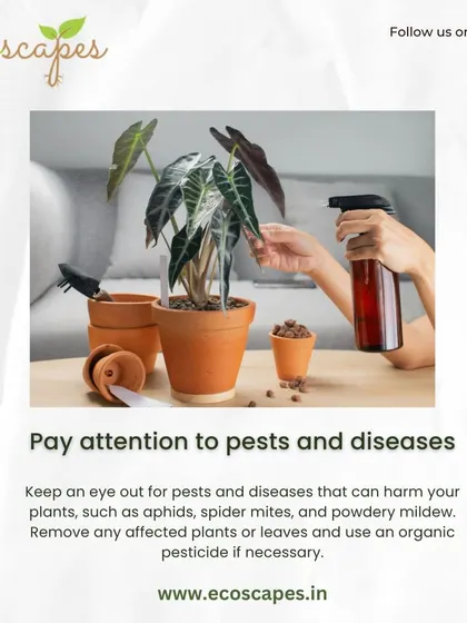 Tip: Pay attention to pests. Regularly inspect your plants for common pests like aphids or spider mites. Early detection and treatment are key to keeping your garden healthy.