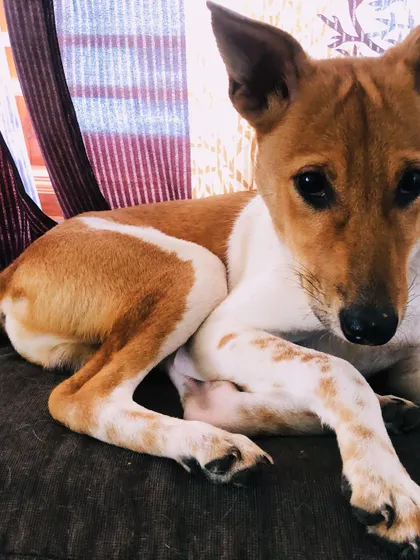 This sweet brown and white Indie is a professional cuddler. She has a very gentle and loving nature.