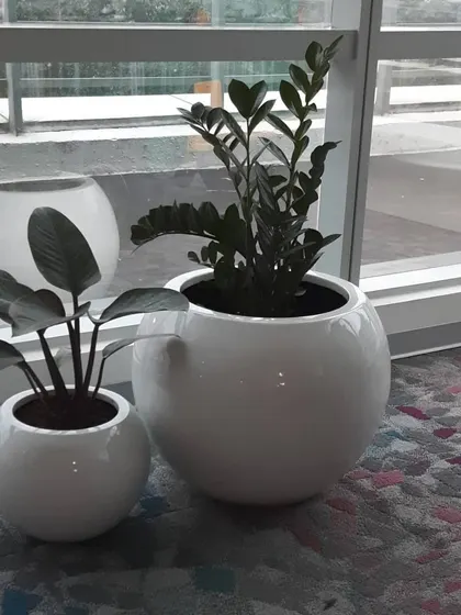 A matching set of glossy white spherical planters in two sizes, holding a ZZ plant and a Calathea. This pairing creates a clean, contemporary feel near a window.