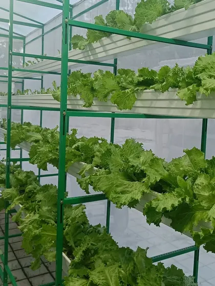 Our vertical hydroponic racks allow us to grow rows of crisp lettuce in a compact, clean urban environment. This soil-free method ensures every leaf is perfectly clean and ready to use.
