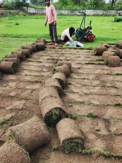 Our team at work, cutting and rolling Mexican grass turf. We are your go-to source for quality turf.