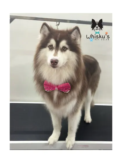 This handsome Husky is standing proud on the grooming table. A proper groom is essential for managing their thick undercoat.