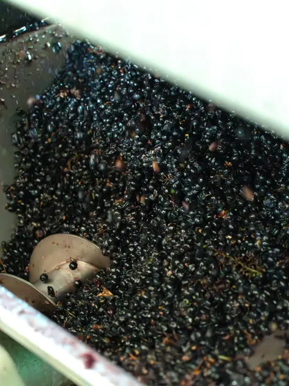 After harvesting, grapes are destemmed and crushed to release their juice. For red wines, the skins remain with the juice during fermentation to add color, flavor, and structure, a delicate balance to avoid extracting bitter tannins.