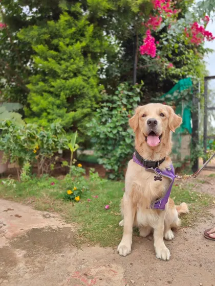 A beautiful Golden Retriever sits happily in our lush, green surroundings. We provide plenty of space for dogs to decompress, sniff, and enjoy a break from city life.