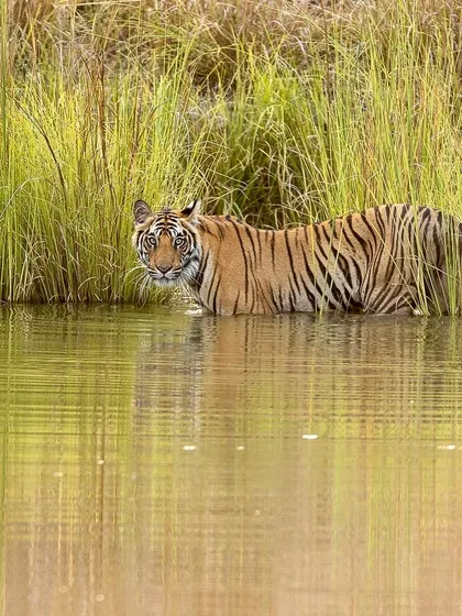 A tiger wading through a water body to cool off during the hot Indian summer. Understanding that tigers love water helps us anticipate their movements and be in the right place for shots like this.