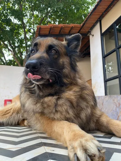 A cute "blep" from this majestic German Shepherd.