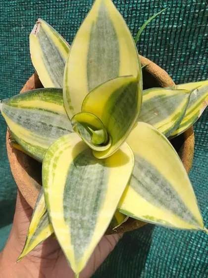 A close-up of the Sansevieria 'Golden Hahnii', a dwarf variety of the snake plant. Its beautiful rosette shape and yellow-edged leaves make it a great desk plant.