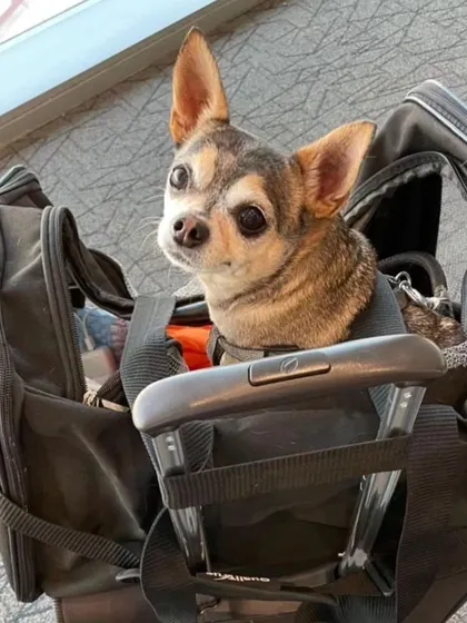 This little Chihuahua is ready to fly! In-cabin travel is a fantastic option for tiny breeds, keeping them close to their humans.
