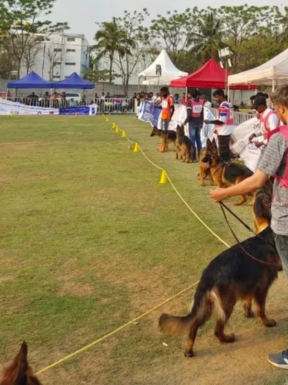 A lineup of beautiful German Shepherds at the dog show in Bengaluru. Understanding the structure and movement of different breeds is key to expert grooming.