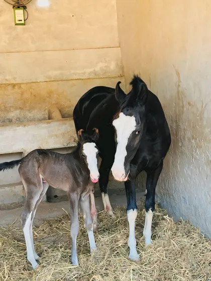 A proud moment in our stables. Here is one of our Marwari mares with her newborn foal, safe and comfortable in a stall with fresh, clean bedding. I provide dedicated foaling services and ensure both mare and baby get the best care.