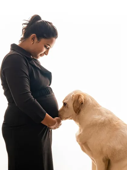A moment of quiet connection. A beautiful yellow Labrador gently nuzzles its owner's pregnant belly, as if saying hello to the new baby. This is what pet-inclusive maternity shoots are all about.