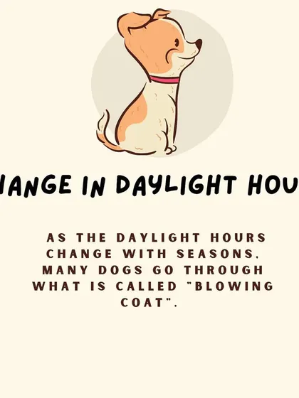 Seasonal changes in daylight hours can trigger a process called "blowing coat," where dogs shed their old undercoat to prepare for the new season.