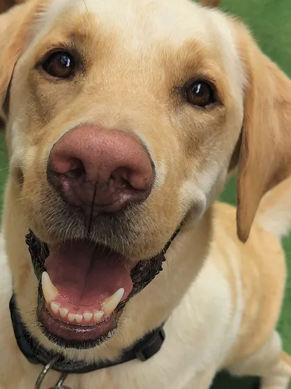 What a smile! This yellow Labrador has such a sweet and friendly face. It's a joy to have him with us.