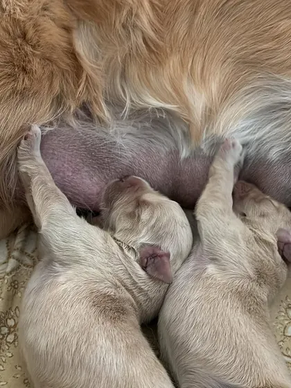 It all starts here. This precious moment shows newborn Golden Retriever puppies nursing with their mother, safe and warm. We believe in responsible breeding, and ensuring our pups get the best possible start in life with their mom's milk and constant care is our top priority.