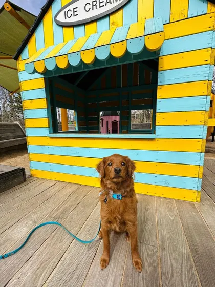 Maverick, our doodle graduate, posing politely at a park. We help families with energetic puppies gain control and build a better relationship.