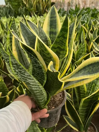 I personally check every plant to ensure it's healthy and in top shape. Here is a beautiful, full Sansevieria, or Snake Plant, ready for its new home. They are very easy to care for and great for purifying the air.