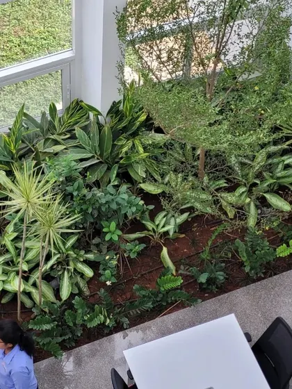 An overhead view of an office atrium garden, filled with a variety of tropical plants. This biophilic design feature enhances the well-being and productivity of the people working here.