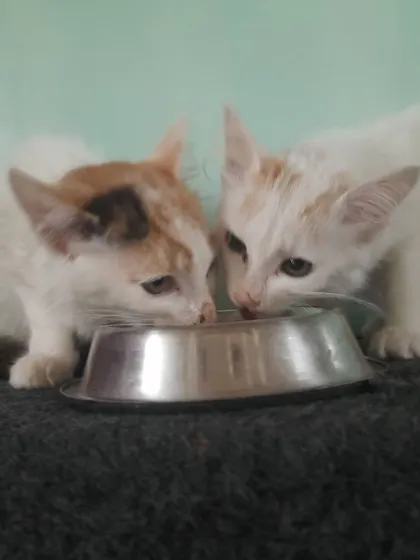 Two little munchkins sharing a meal. We carefully follow each cat's dietary routine to ensure they stay healthy and happy during their stay.
