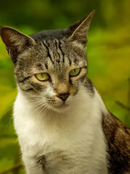 Another beautiful close-up of the tabby cat.