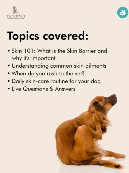 Our 'Beyond the Itch' class covers the skin barrier, common ailments, and when to see a vet. This slide outlines the topics covered, providing you with a practical daily skincare routine for your dog.
