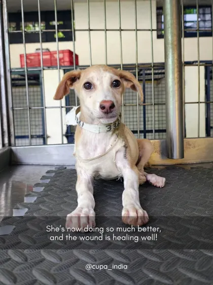 She's doing so much better now. This photo shows her sitting up in her kennel, alert and healing well, a testament to her resilience and our team's care.