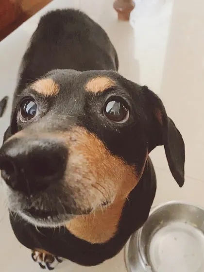 This is the look that says "more DoggyBox, please!". Seeing happy and healthy pups is why I started this journey.