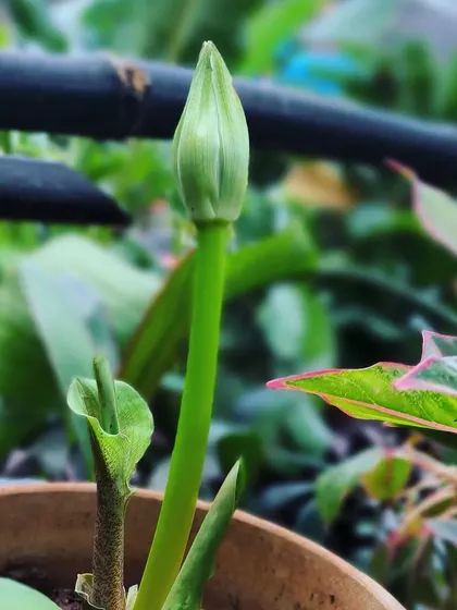 The flower stalk of the Football Lily emerging. It's amazing how quickly they shoot up before flowering.
