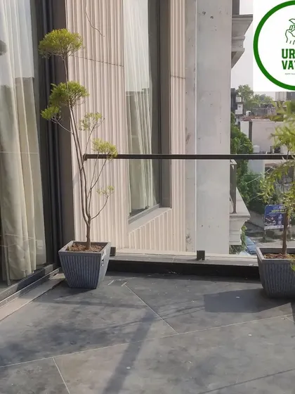 A simple and elegant balcony setup with two topiary trees.