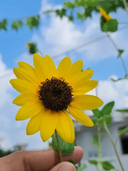Holding a sunflower to show its size and beauty. It's a wonderful experience to grow your own cut flowers.