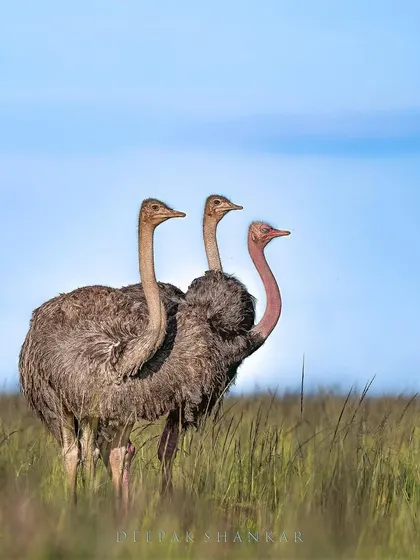 Symphony. There's a beautiful, quiet harmony in this scene. It’s a celebration of the simple, timeless truths that you can find in the everyday moments of the wild.