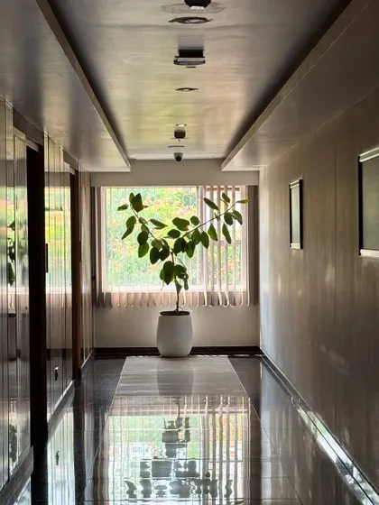 Sometimes, a single plant is all it takes to transform a space. This Ficus plant, placed thoughtfully at the end of a hotel corridor, creates a moment of calm and natural beauty, proving that landscaping is about creating harmony in every corner.