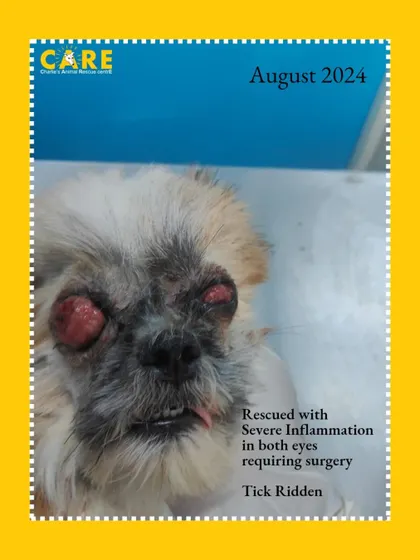 This was Luna when she was rescued in August 2024. She had severe eye inflammation and was covered in ticks. Her journey was long and difficult.