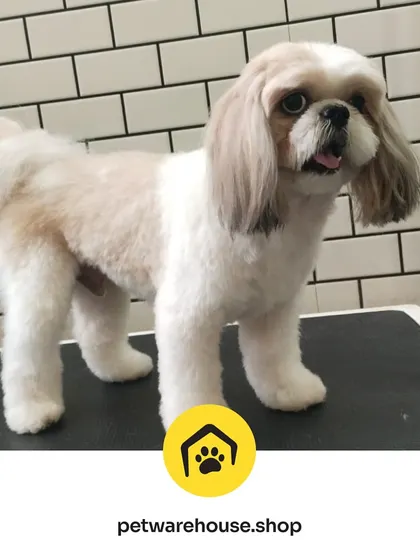 A perfect pose from a freshly groomed Shih Tzu. This little one is showing off their neat haircut and fluffy coat against our clean, white-tiled grooming station wall.