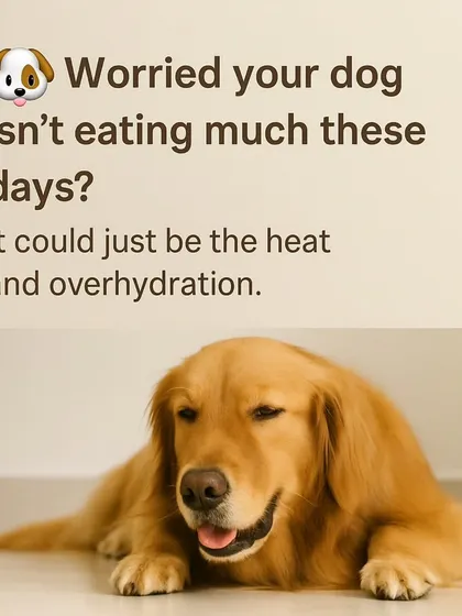 Worried your dog isn't eating much in the summer? It could just be the heat and overhydration. This is a common seasonal behavior.