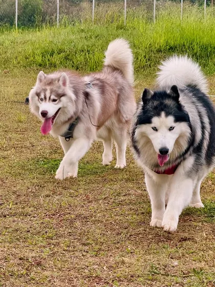 Two majestic huskies on the move, enjoying the freedom of our off-leash park.