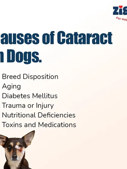 The causes of cataracts in dogs are varied, and include genetic predisposition, aging, diabetes, and eye injuries. Knowing the potential causes can help with prevention and early detection.