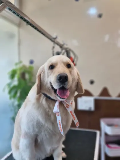 This Golden Retriever is all smiles and ready to go home with a fresh new look and a stylish bow.