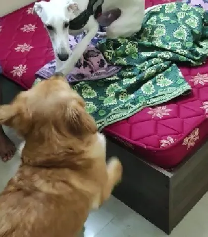 A gentle introduction between two guests. We always ensure new friends meet in a calm and positive way.