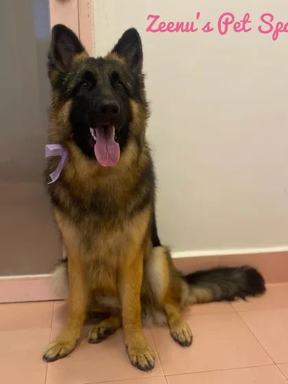 This handsome German Shepherd is looking proud and fresh after his grooming. For large breeds, I focus on a thorough bath, deshedding to manage their thick coat, and nail trimming for comfort.