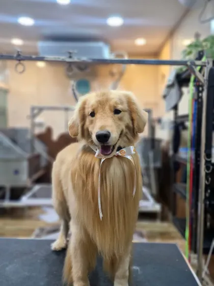 A fluffy Golden Retriever with a beautiful, long-feathered chest, looking dapper after his groom.
