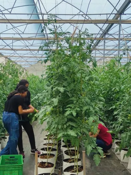 Pruning and maintenance are crucial for high yields. Here, our one week hydroponic trainees from June 2024 practice these essential skills on tomato plants.