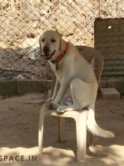 Say hello to Bruno, who has a funny habit of sitting on chairs just like a human. We get to know each dog's unique personality during their stay.