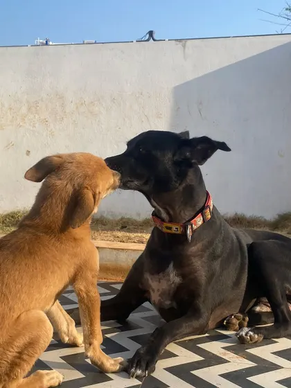 A sweet moment of friendship between a puppy and an older dog. We love seeing these gentle interactions between our guests.