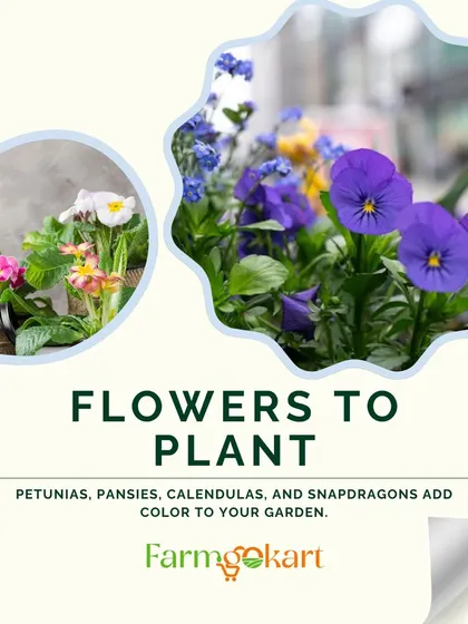 Here are some of the best flowers to plant for a beautiful winter garden. Petunias, pansies, calendulas, and snapdragons will all add a splash of color when you need it most.