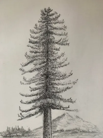 Nature is a great teacher. This simple yet detailed pencil sketch of a tree is a fundamental exercise in observation and texture that we teach in our foundational drawing classes for children.