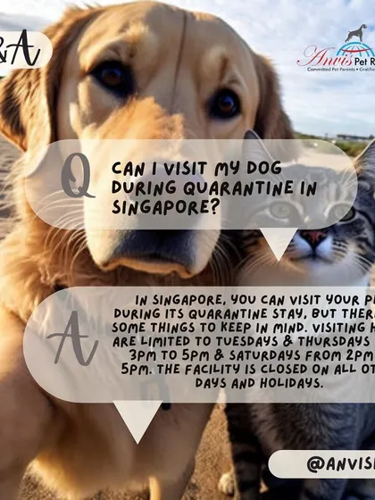 If your pet is in quarantine in Singapore, you can visit them. Visiting hours are limited to Tuesdays and Thursdays from 3 PM to 5 PM, and Saturdays from 2 PM to 5 PM. The facility is closed on all other days.