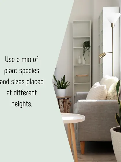 This living room shows our approach to creating visual interest with plants. We use a mix of species and place them at different heights, from large floor plants to smaller ones on side tables, to draw the eye and fill the space.