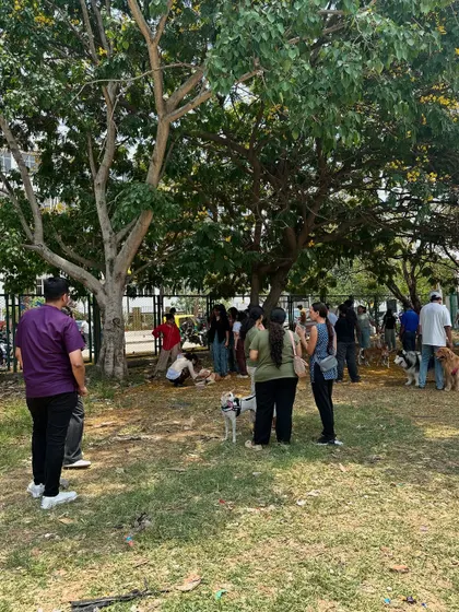 A wide view of our outdoor adoption drive at Pawsome Heroes. We create a relaxed, park like atmosphere where dogs can be comfortable and potential adopters can interact with them naturally.